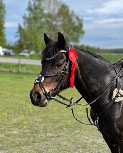 SöndermarkensCamilla