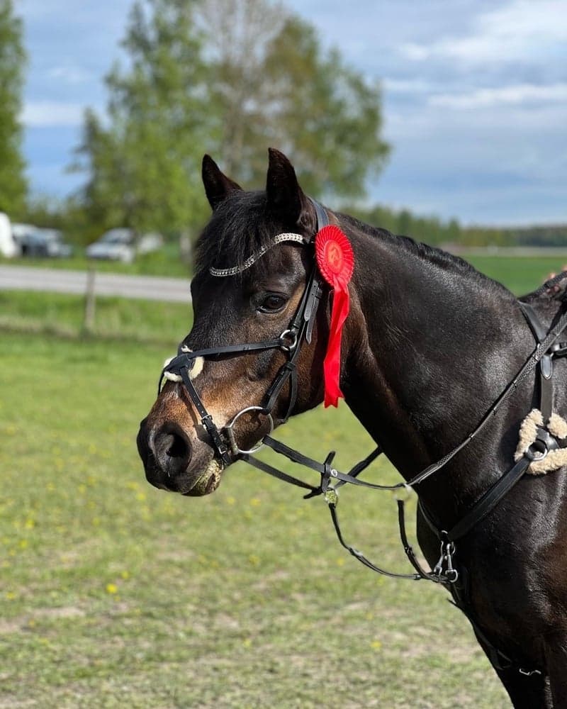 Bild 1 av SöndermarkensCamilla