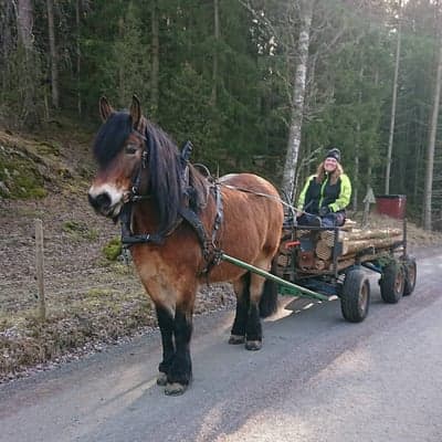 Stallargårdens Caiser