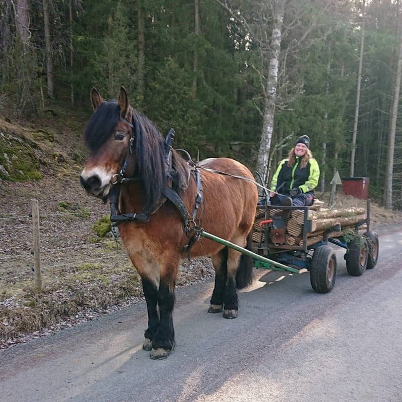 Image 1 of Stallargårdens Caiser