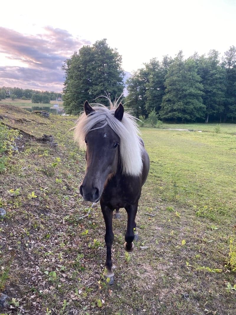 Bild 1 av Vittra frá Selfossi