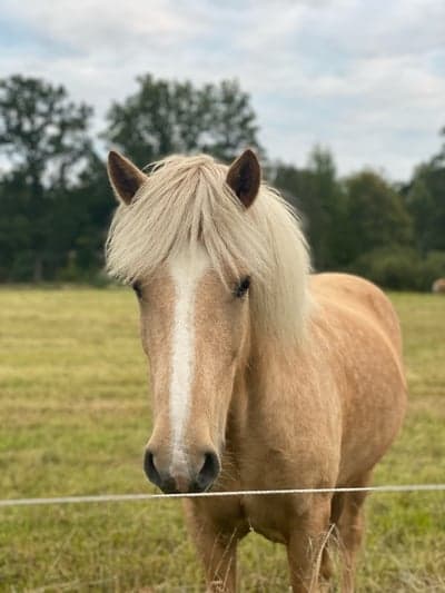 Blesi från Gäverstad