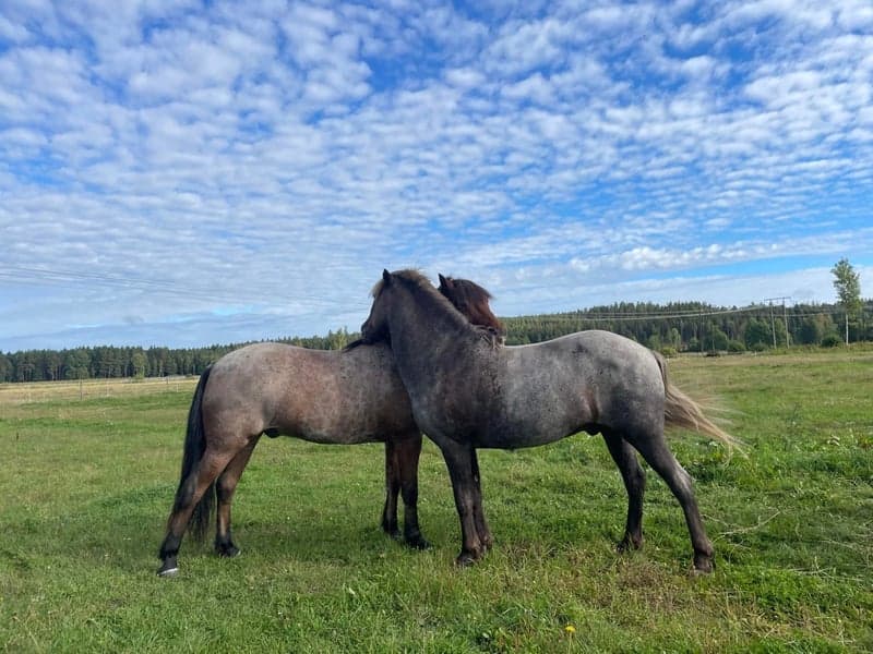 Bild 2 av Sleipnir frá Selfossi