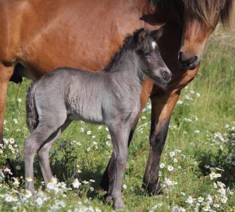 Bild 1 av Spilari frá Teland