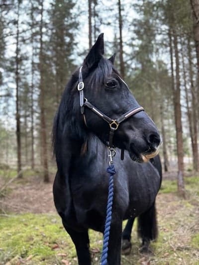 Klättring i skogen 😊