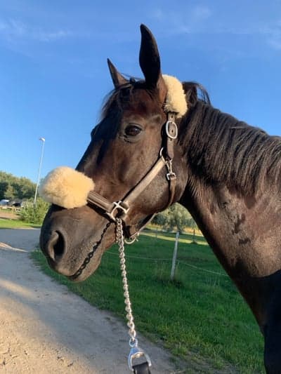 Älskling från igår. ❤️❤️🐎🐴☀️