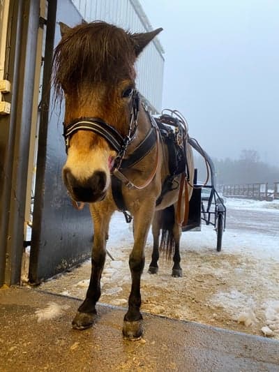 Snö träning!!