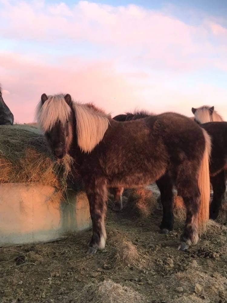 Bild 1 av Svala frá Selfossi