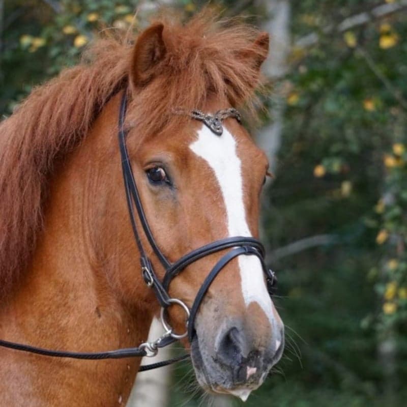 Bild 1 av tristan från hagstad