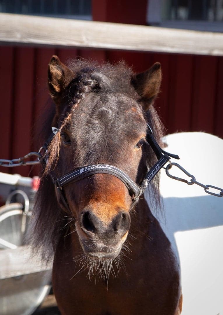 Bild 2 av Nordanåkers Egon