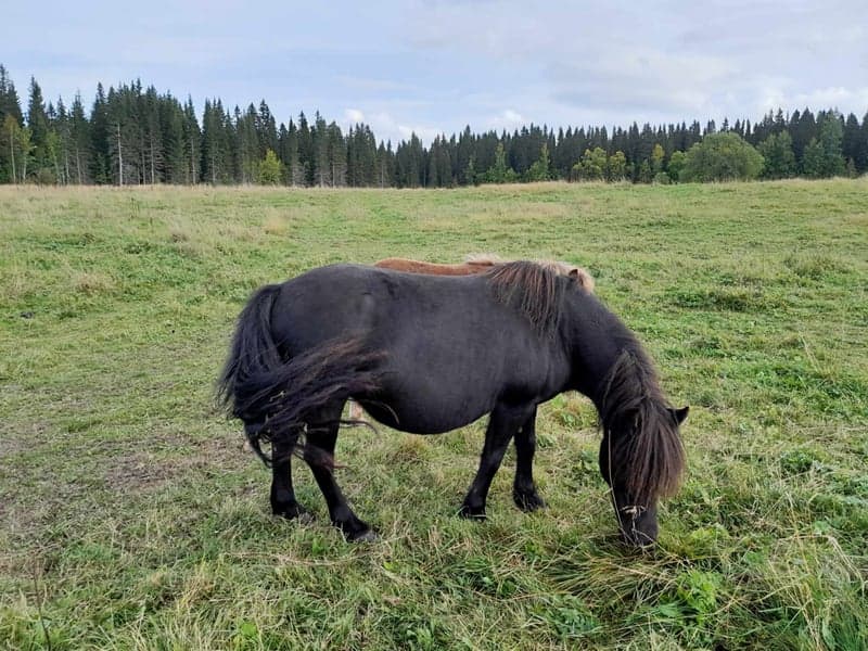 Bild 2 av Nordanåkers Diana