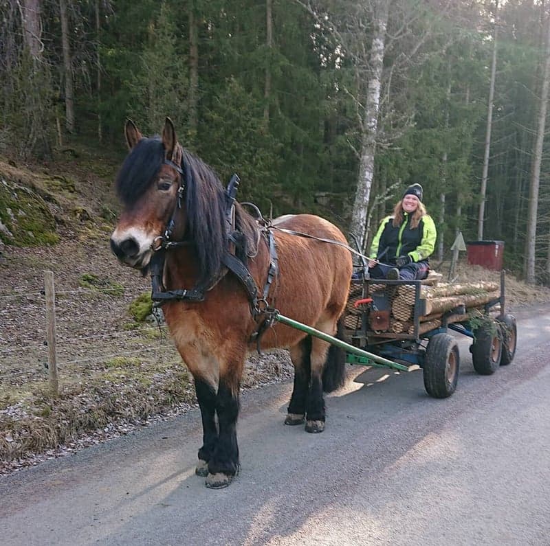 Image 2 of Stallargårdens Caiser