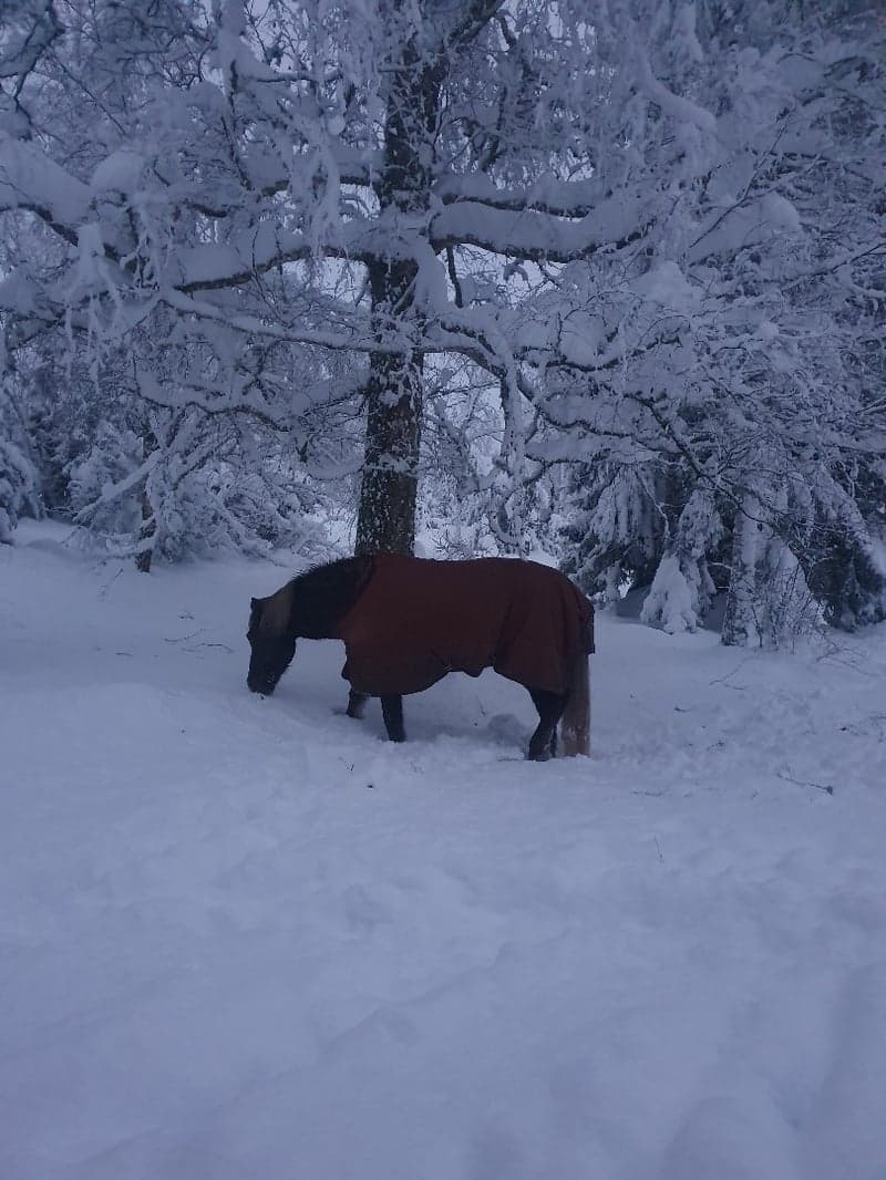 Bild 2 av Eifur från Långnäs