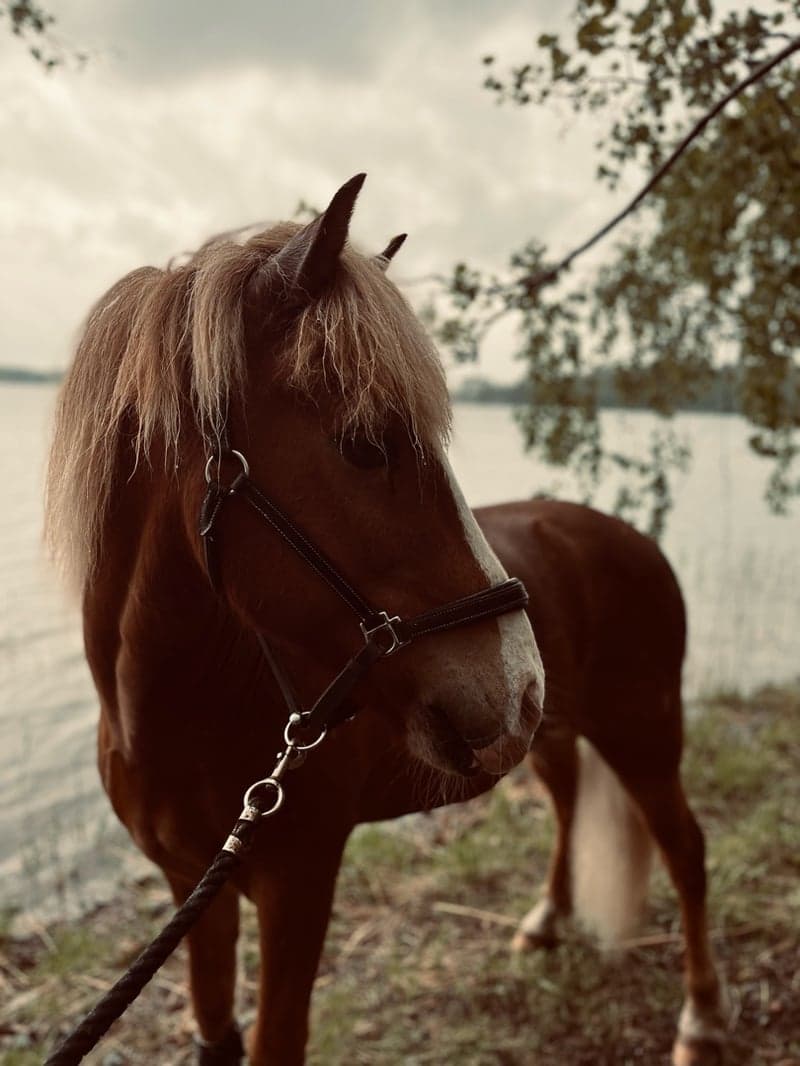 Bild 1 av Kolfinnur från Margaretehof