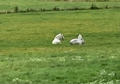 Skönt att vila ute i sommarhagen ❤️