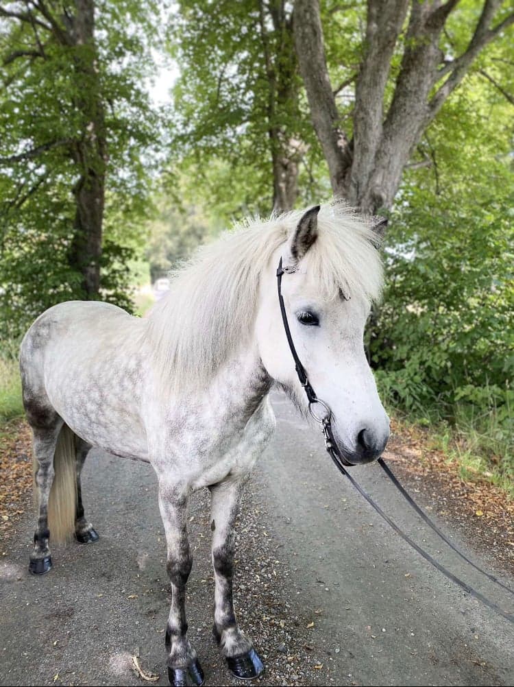 Bild 1 av Björk från oxhagen