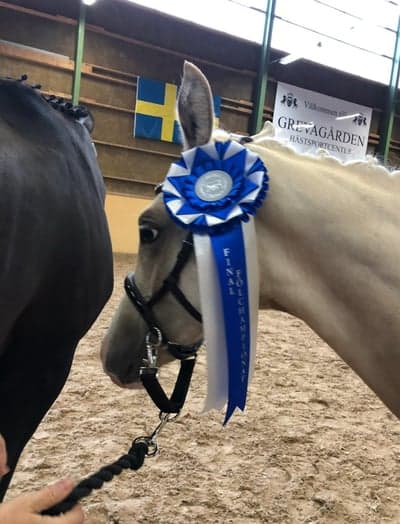 DRAGONPUKALEN,NÄRKES BÄSTA GÅNGARTSFÖL 2019🏆🥇