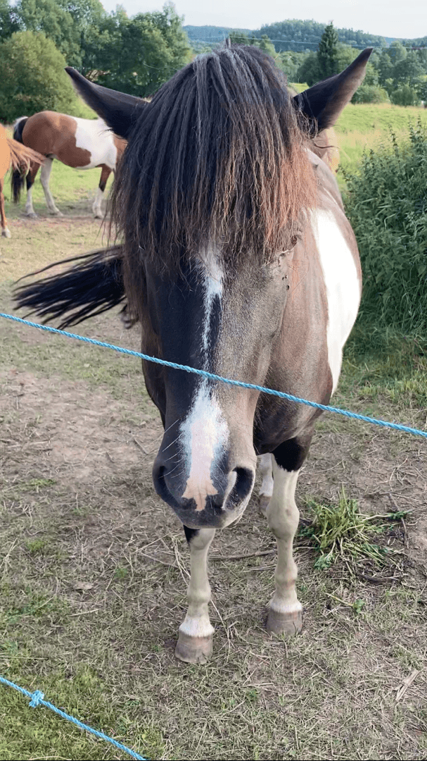 Bild 1 av Björka