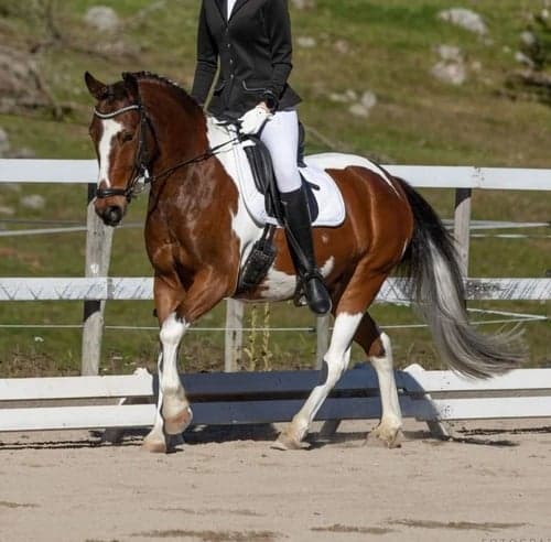 Working Equitation