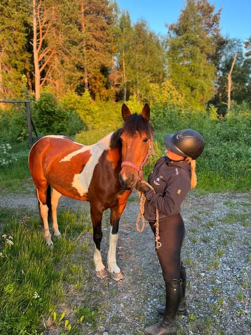 Image of En glad och arbetsvillig liten storhäst söker medryttare