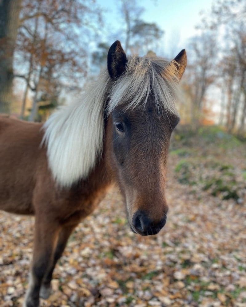 Bild 1 av Kjói från Säll