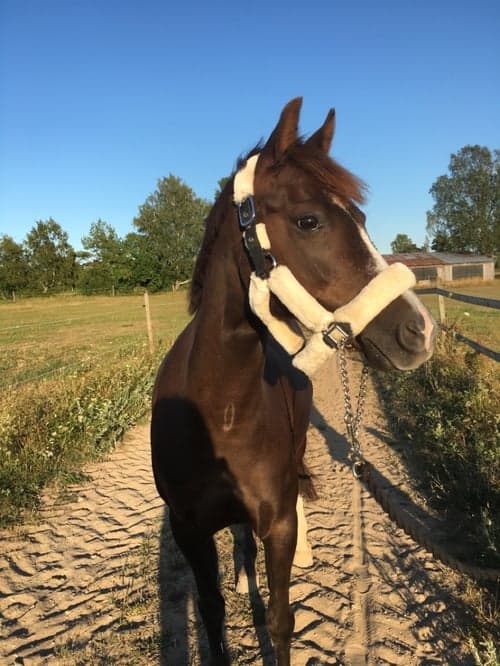 British spotted pony