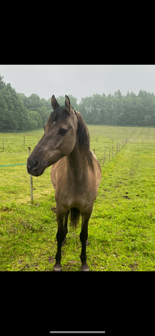 Image of Mustang söker medryttare