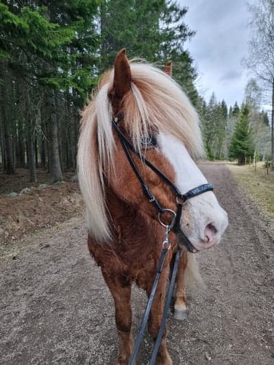 Flygill från Mellomgården