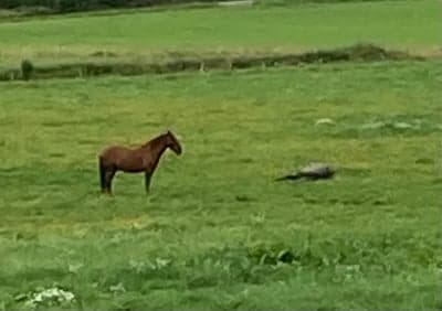 Skönt att vila i sommarhagen ❤️