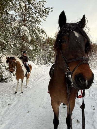 Underbar tur i den vita skogen 