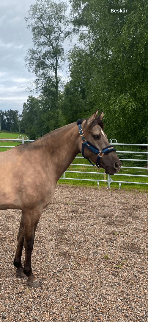 Image 4 of Mustang söker medryttare