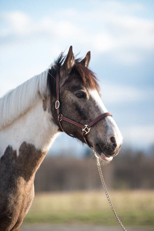 Partbred Connemara