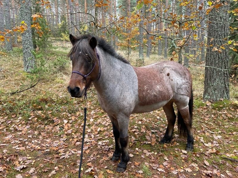 Bild 1 av Sleipnir frá Selfossi