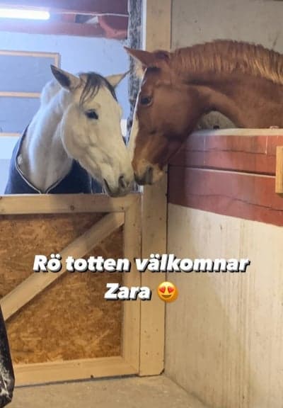 Zara och Babsan kom hem😍