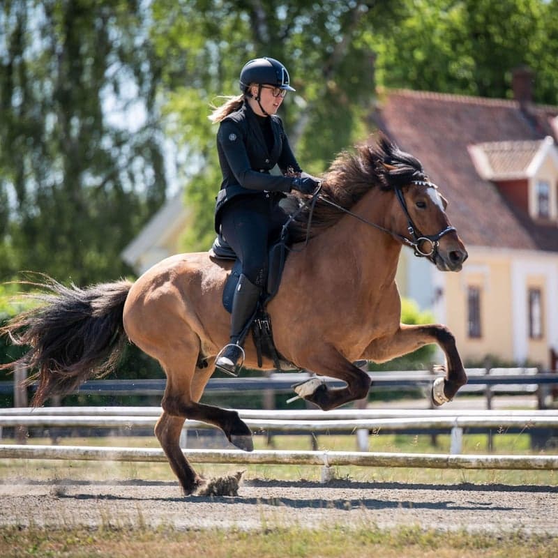 Bild 1 av Ársól från Stensäter