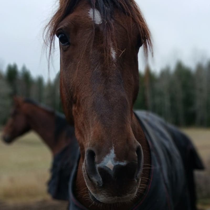 Bild 1 av Timeless Twinboy