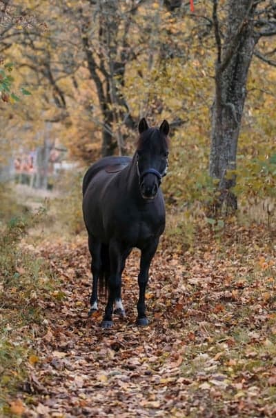 Bränningens Stina