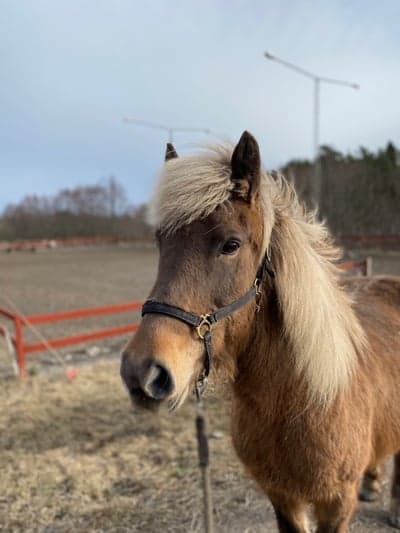 Kria från Skärmarö