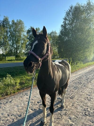 Fancy på promenad i kvällssolen!!❤️🦄