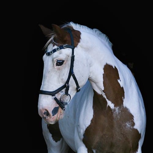 Irish Cob