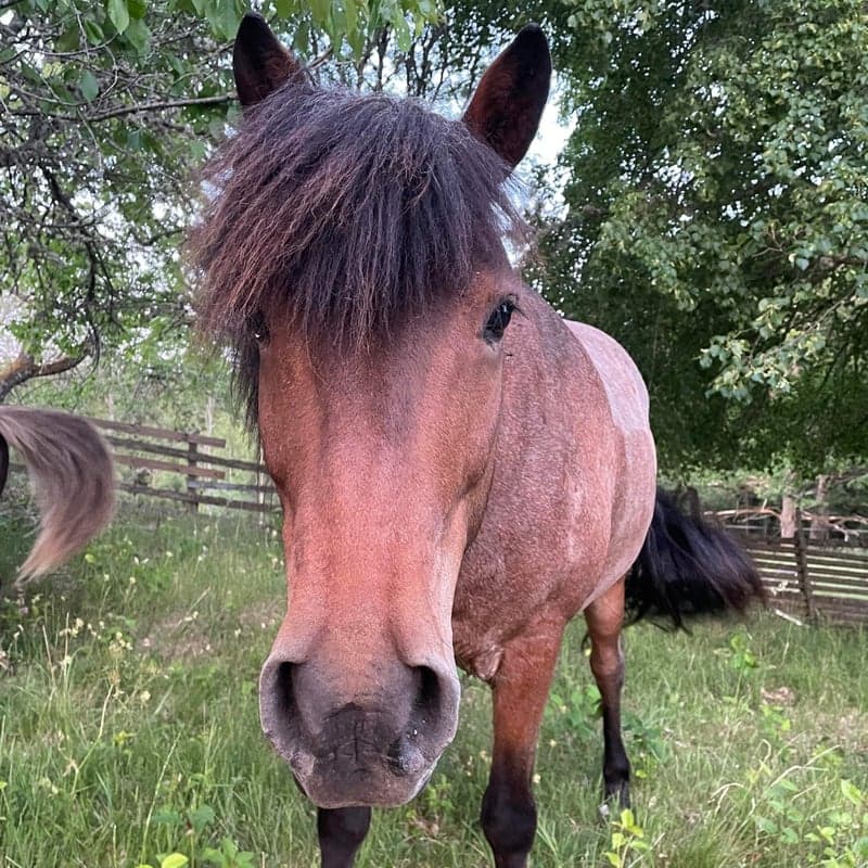 Bild 1 av Sleipnir frá Selfossi