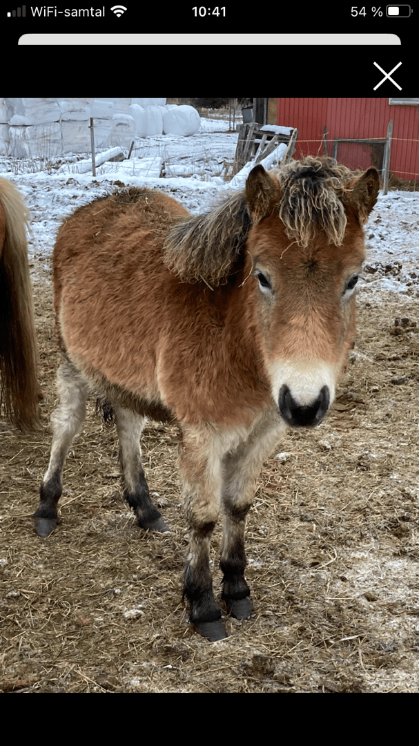 Bild 1 av Mellanbyns MLDizzy