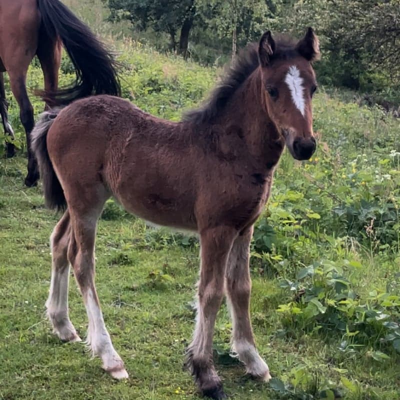 Bild 1 av Smedjegårdens Iris-Linnea