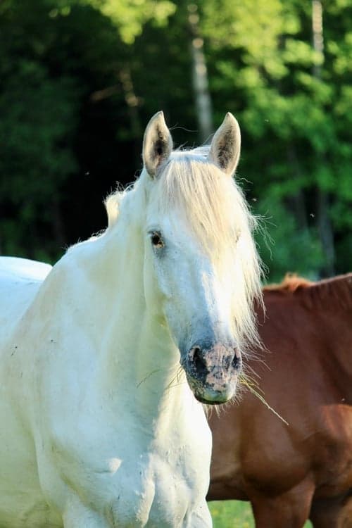 Lusitano